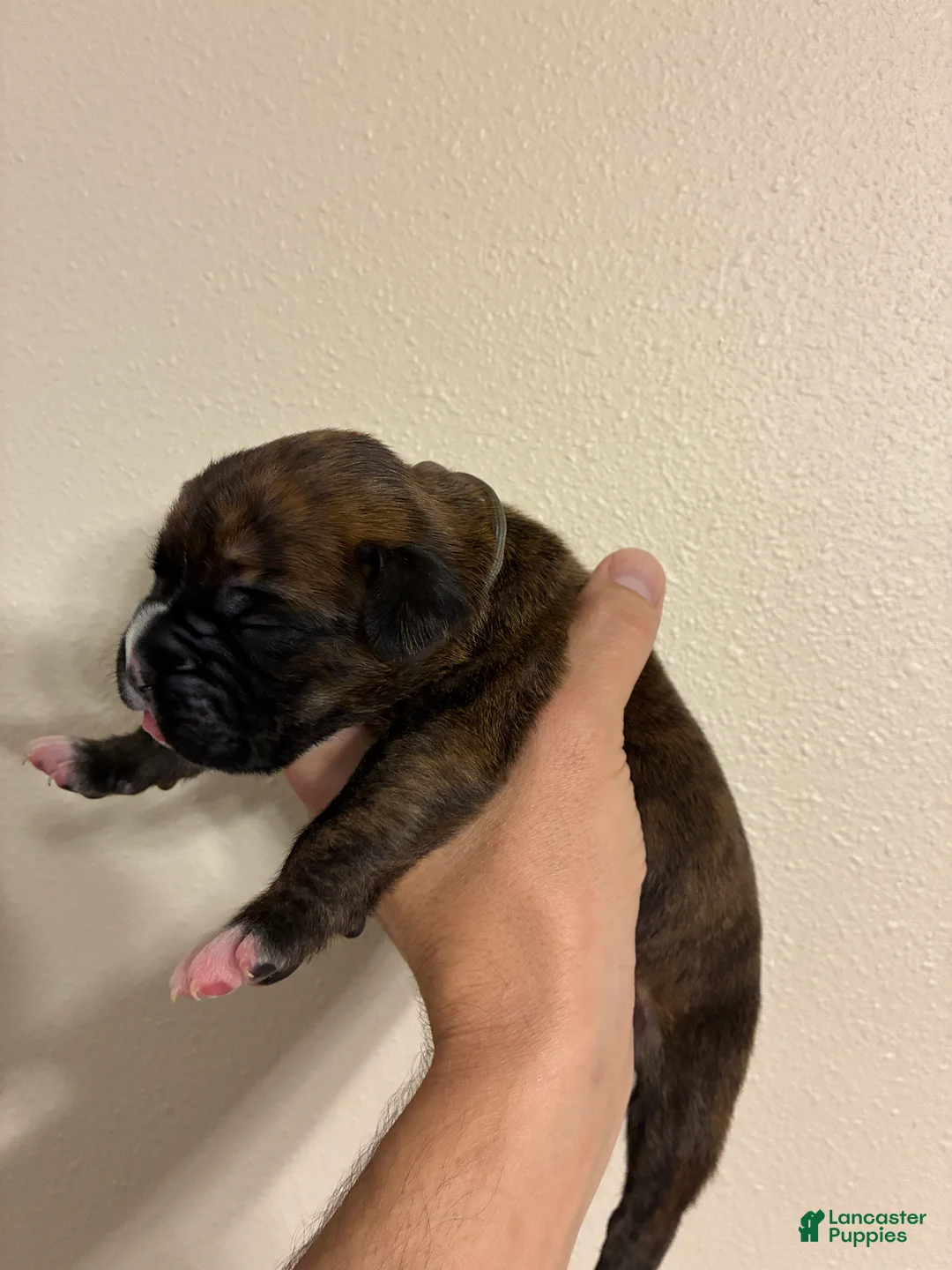 Boxer dogs for sale: Gray Collar - Ad 2