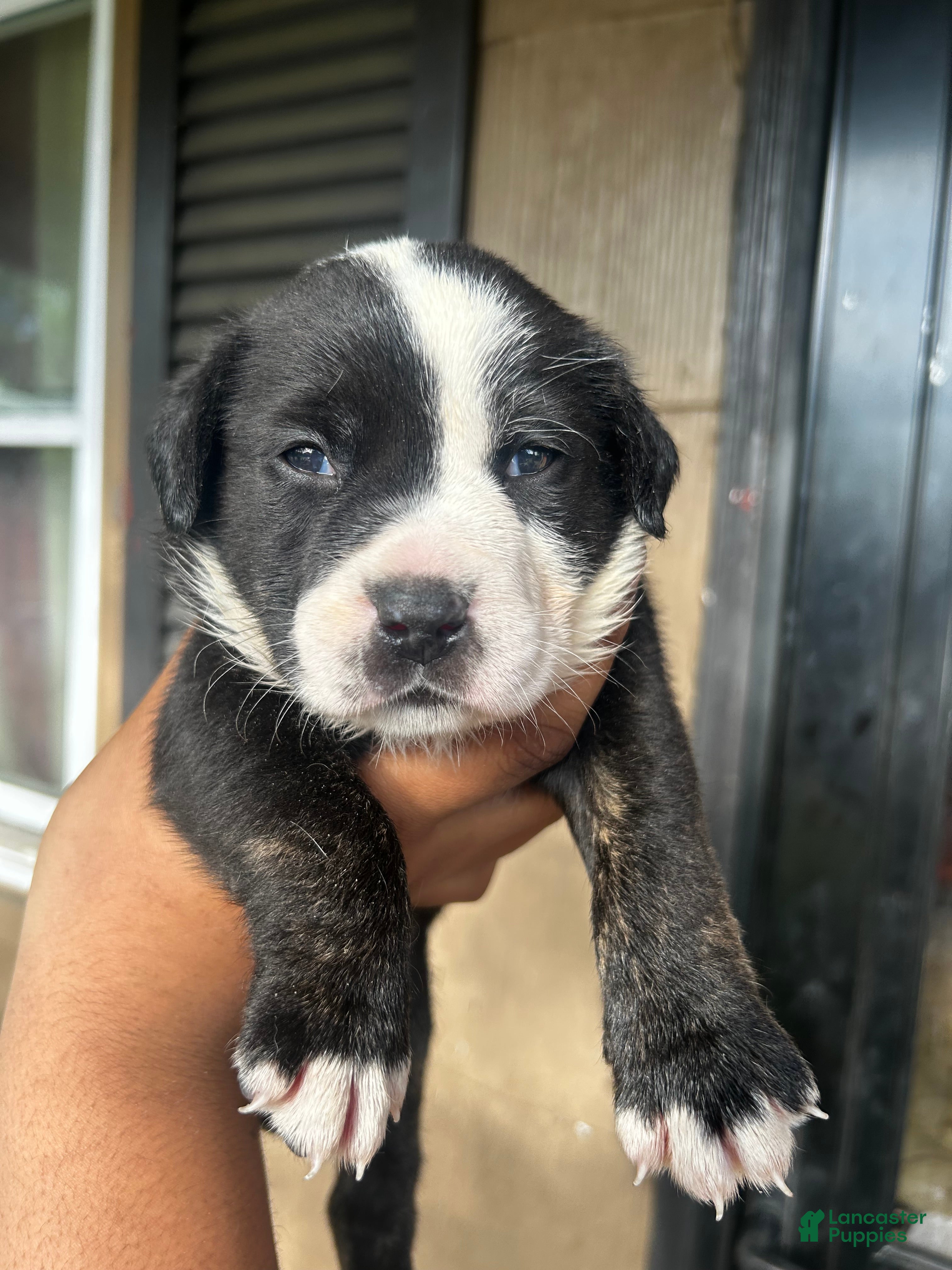 Mixed Breed dogs Mixed Breed Puppy 3 - Ad 16