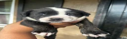 Mixed Breed dogs for sale: Mixed Breed Puppy 3 - Ad 1