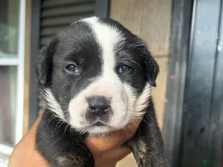 Mixed Breed dogs Mixed Breed Puppy 3 - Ad 16