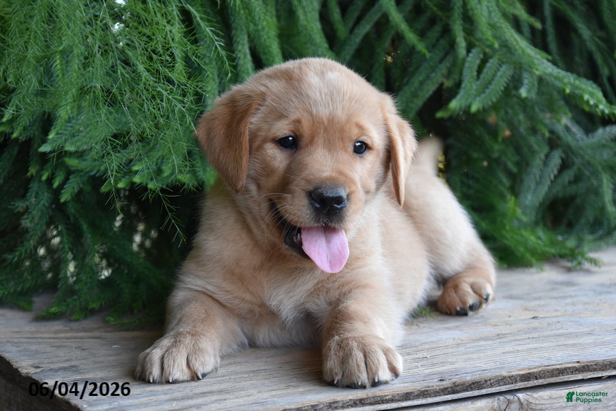 Goldador dogs for sale: Dynomite - Ad 1