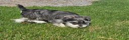 Miniature Schnauzer dogs for sale: Tessie - Ad 11