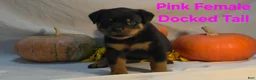 Rottweiler dogs for sale: Grey - Ad 20
