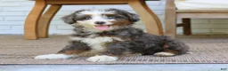 Mini Bernedoodle dogs for sale: Hazel  - Ad 2
