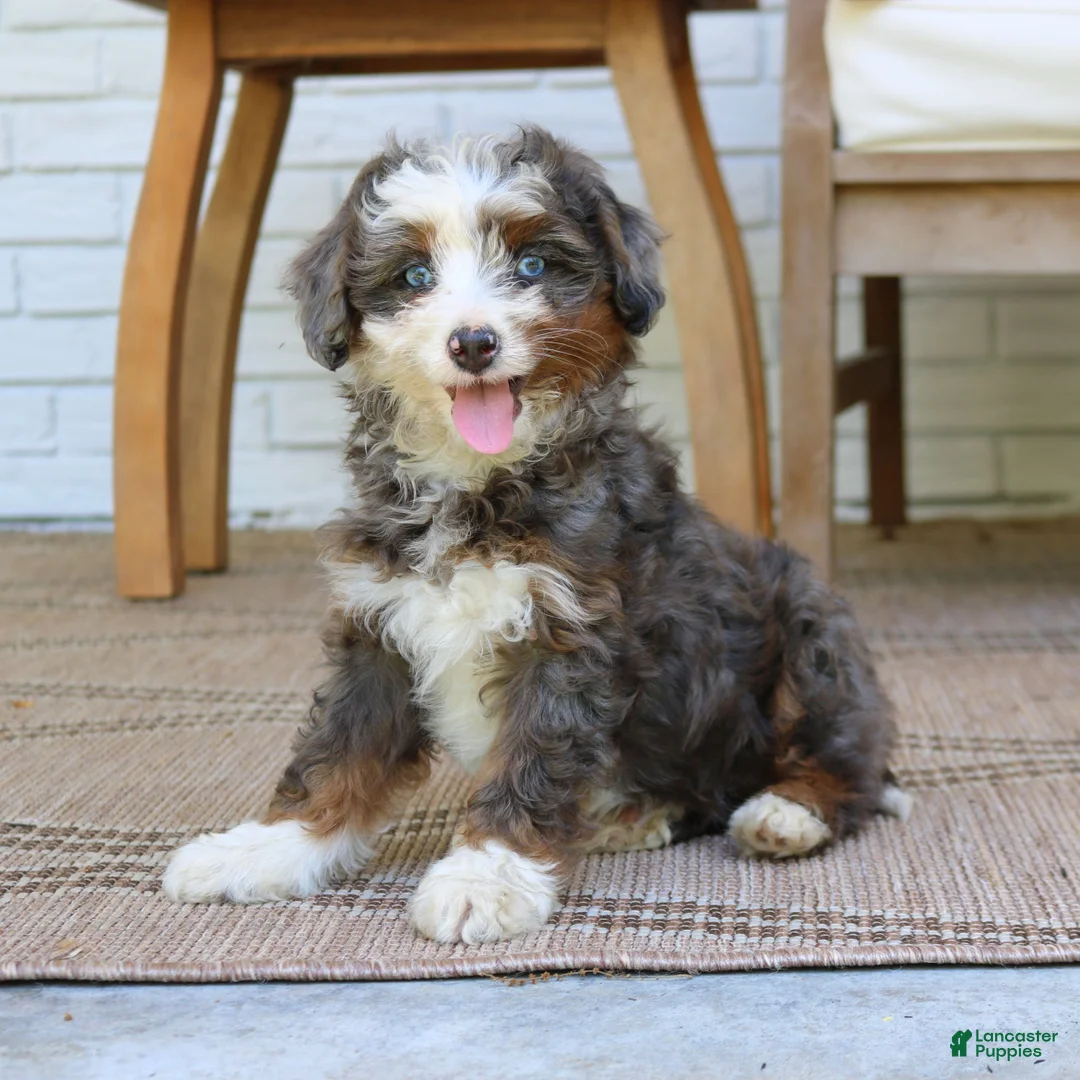 Mini Bernedoodle dogs for sale: Hazel  - Ad 2