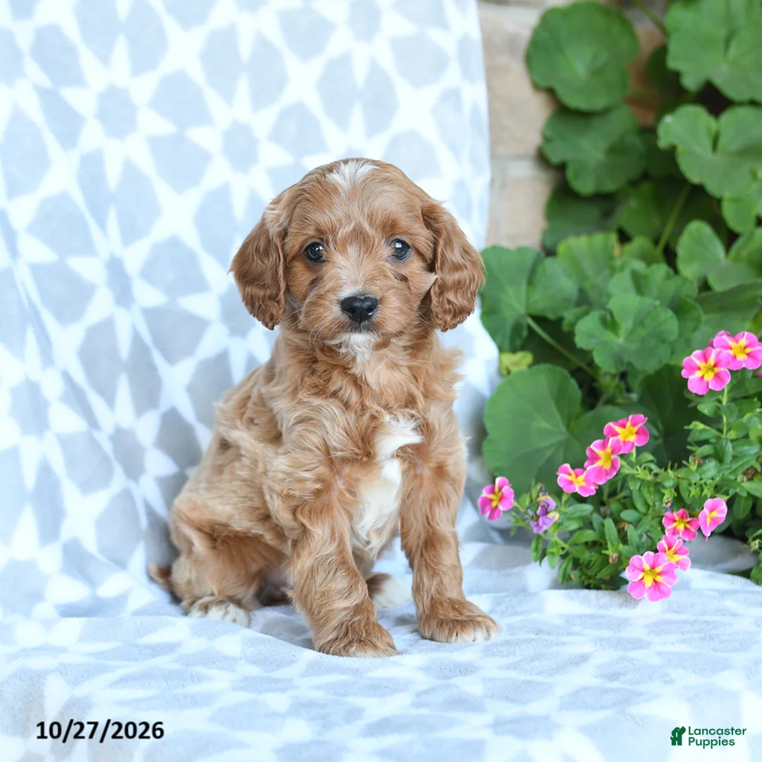 Cavapoo dogs for sale: Tater - Ad 1