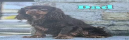 Cavapoo dogs for sale: Sparky - Ad 8