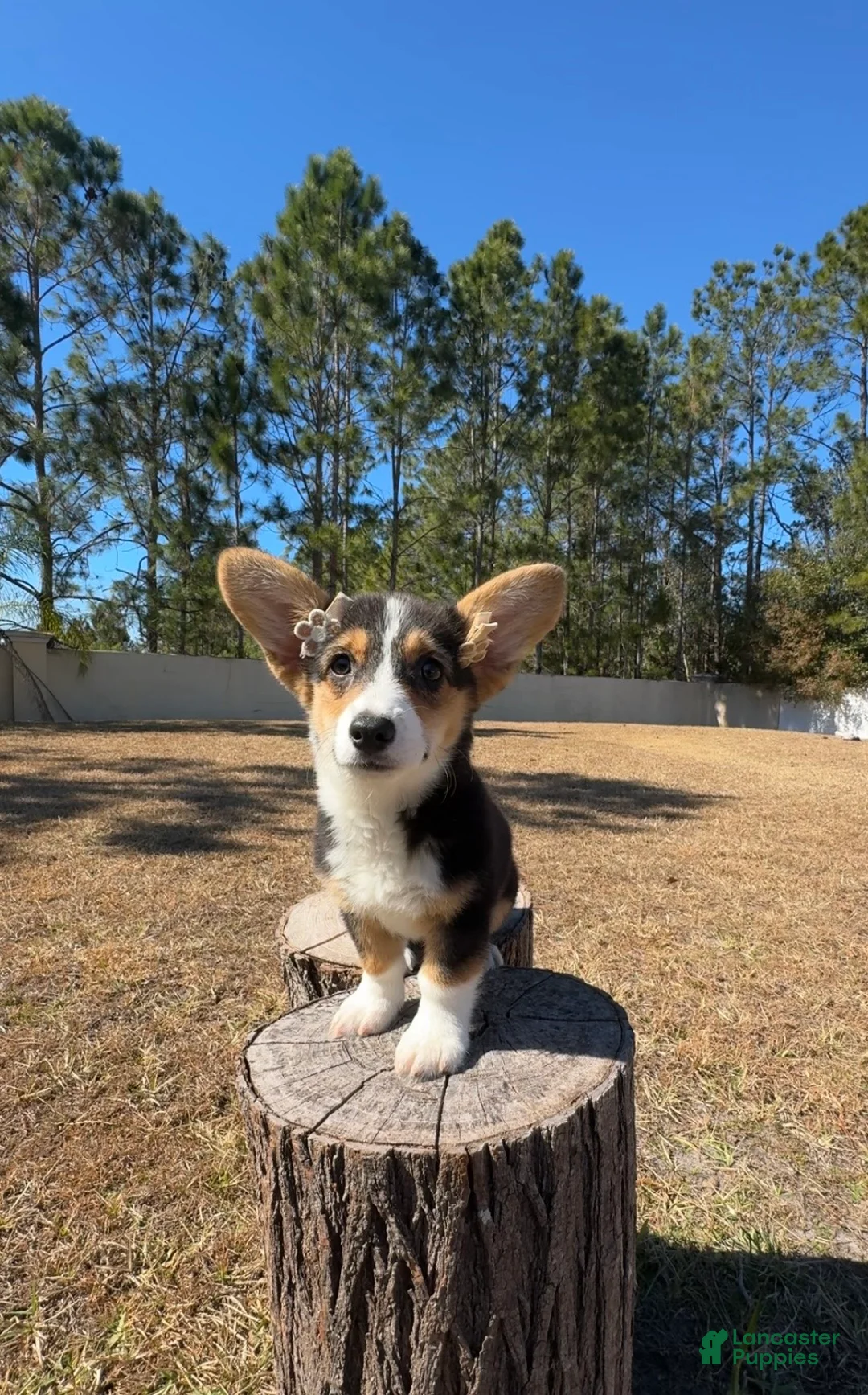 Mixed Breed dogs for sale: Sky  - Ad 5