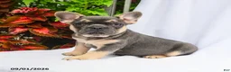 French Bulldog dogs for sale: Tucker - Ad 3