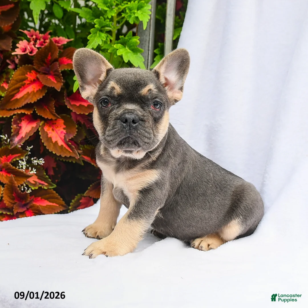French Bulldog dogs for sale: Tucker - Ad 3