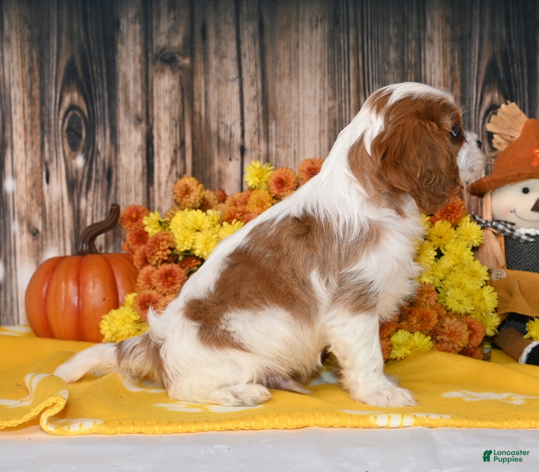 Cavalier King Charles Spaniel dogs for sale: Kai - Ad 2