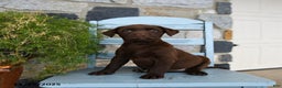 Labrador Retriever dogs for sale: Chili - Ad 4