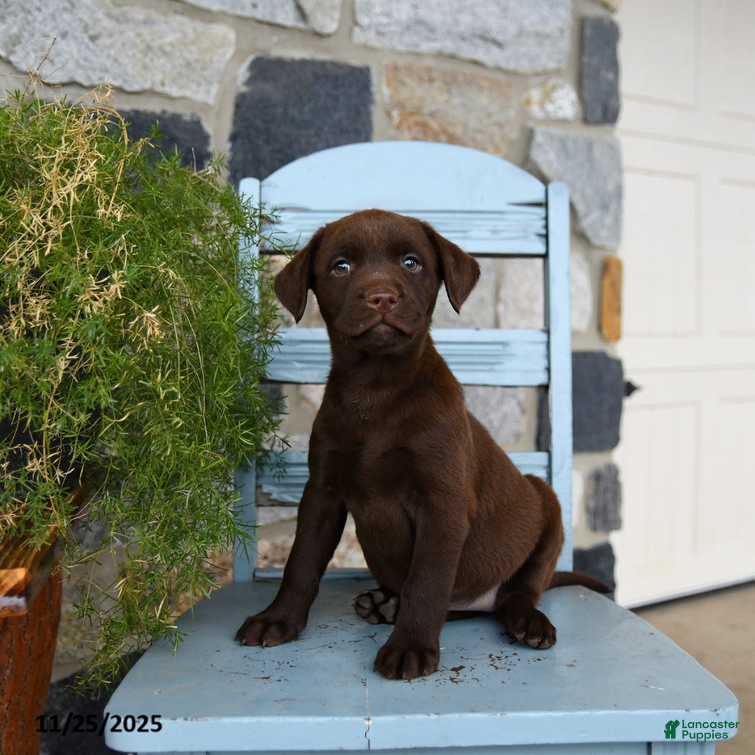 Labrador Retriever dogs for sale: Chili - Ad 4