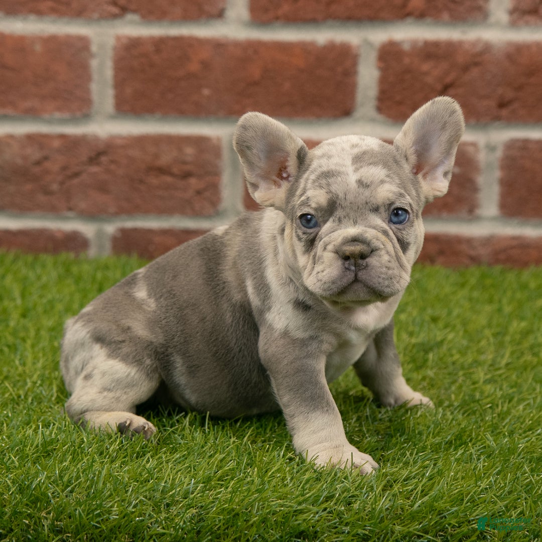 French Bulldog dogs for sale: Maverick - Ad 1