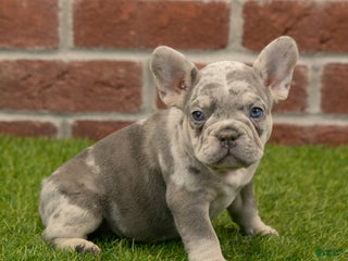 French Bulldog dogs Maverick - Ad 6