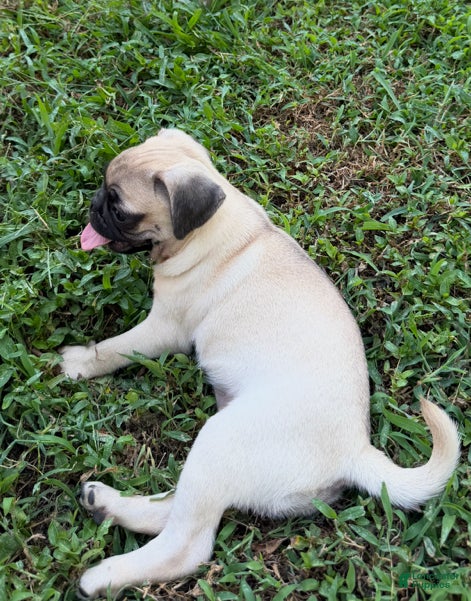 Pug dogs Lucy - Ad 1