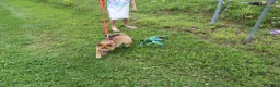 Shiba Inu dogs for sale: KitKat - Ad 5