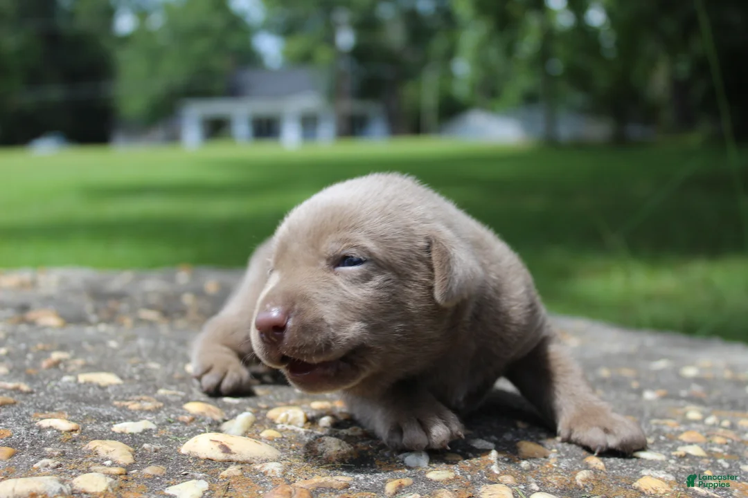 Labrador Retriever dogs for sale: Bliss - Ad 2