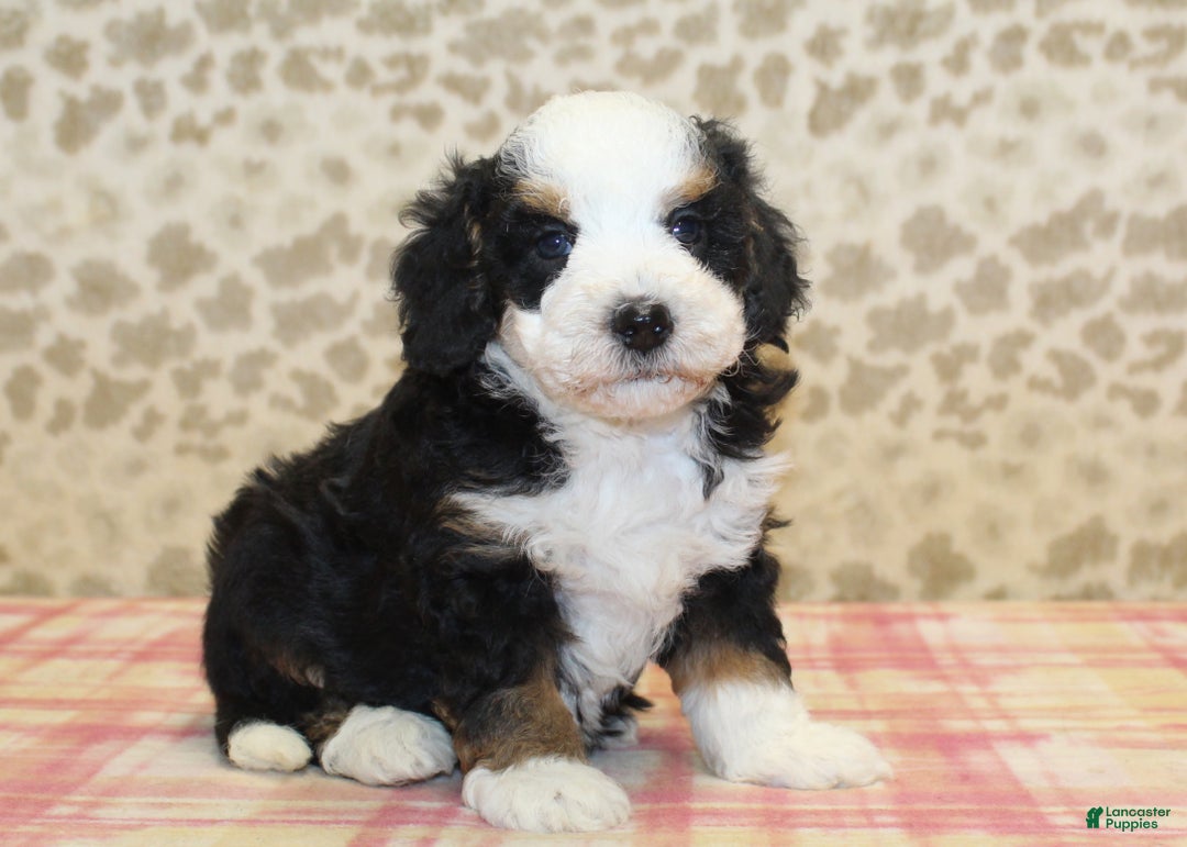 Mini Bernedoodle dogs for sale: Nate - Ad 14