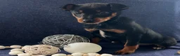 Miniature Pinscher dogs for sale: Megan - Ad 1