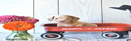 Miniature Dachshund dogs for sale: Randy - Ad 2