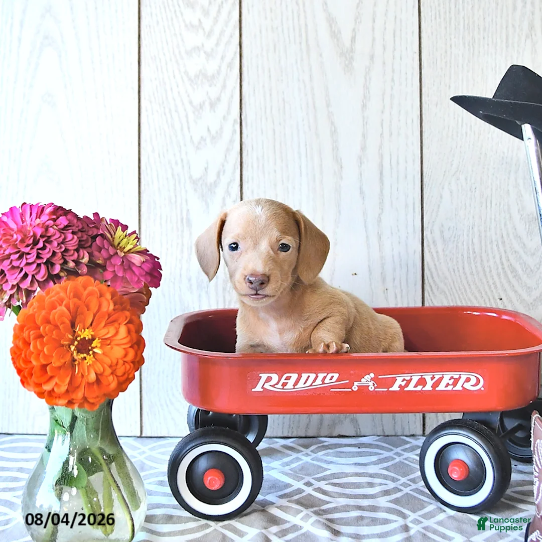 Miniature Dachshund dogs for sale: Randy - Ad 2