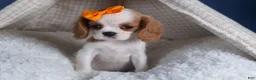 Cavalier King Charles Spaniel dogs for sale: Patsy - Ad 4