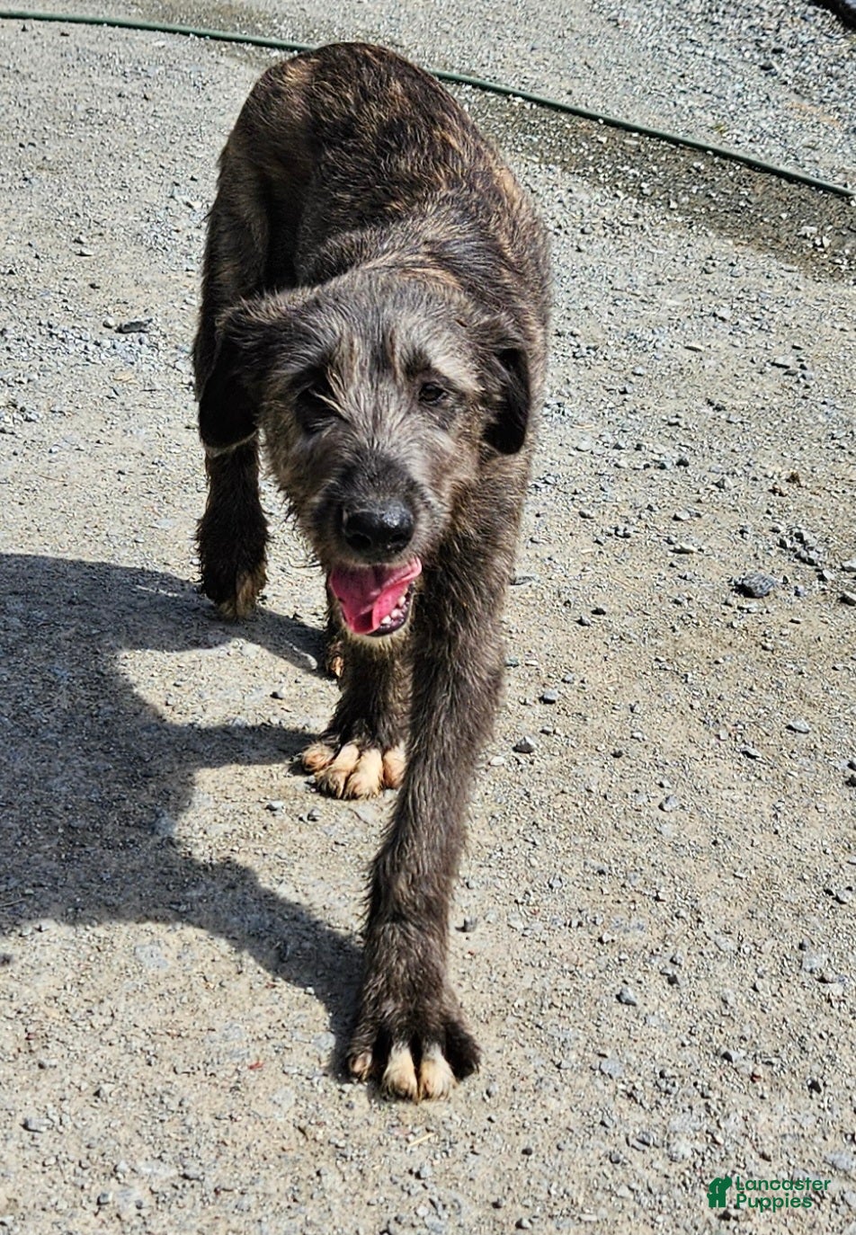 Irish Wolfhound dogs Irish Wolfhound Puppy 1 - Ad 2