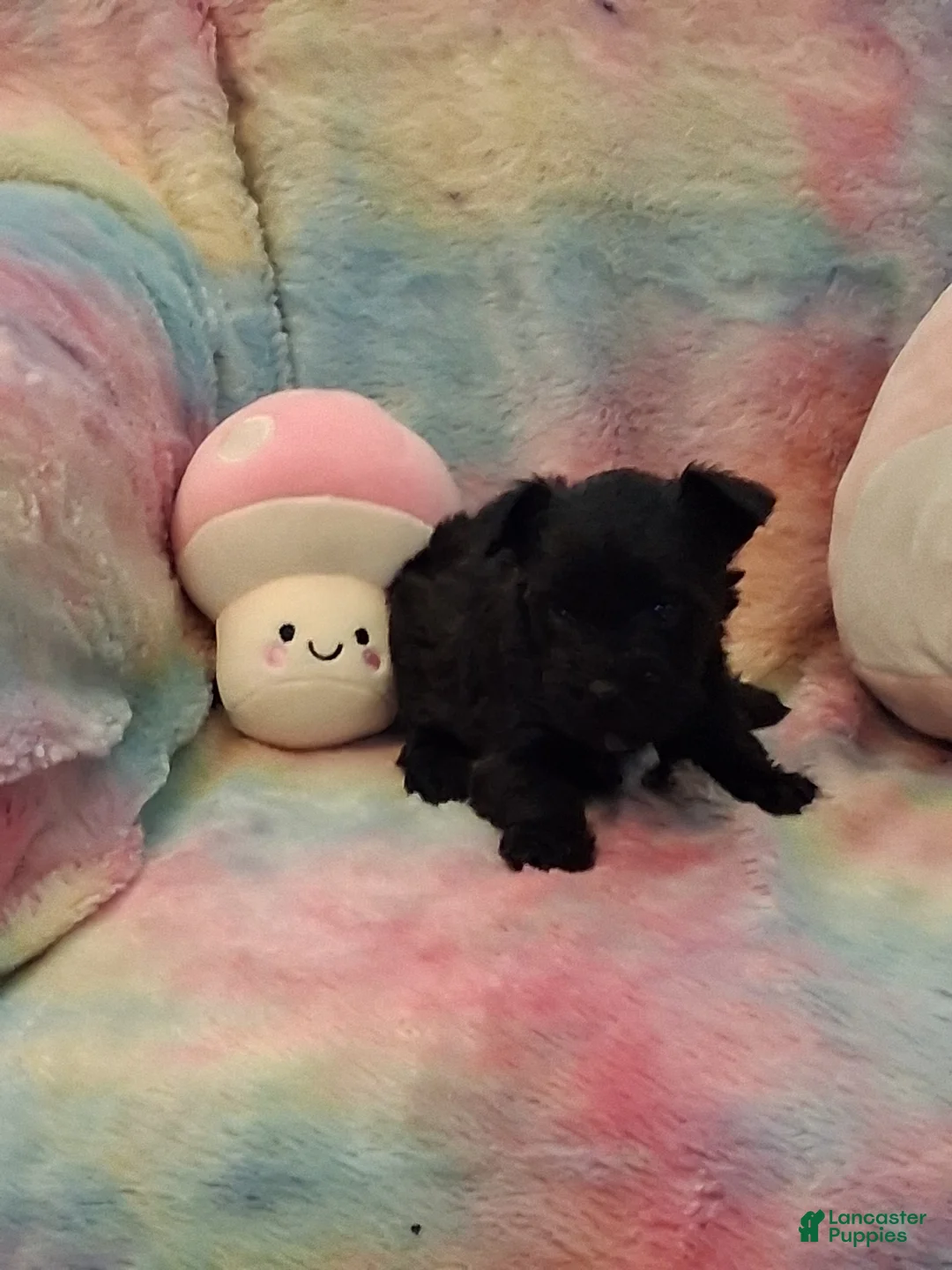 Miniature Schnauzer dogs for sale: Cupcake AKC Miniature Schnauzer - Ad 2