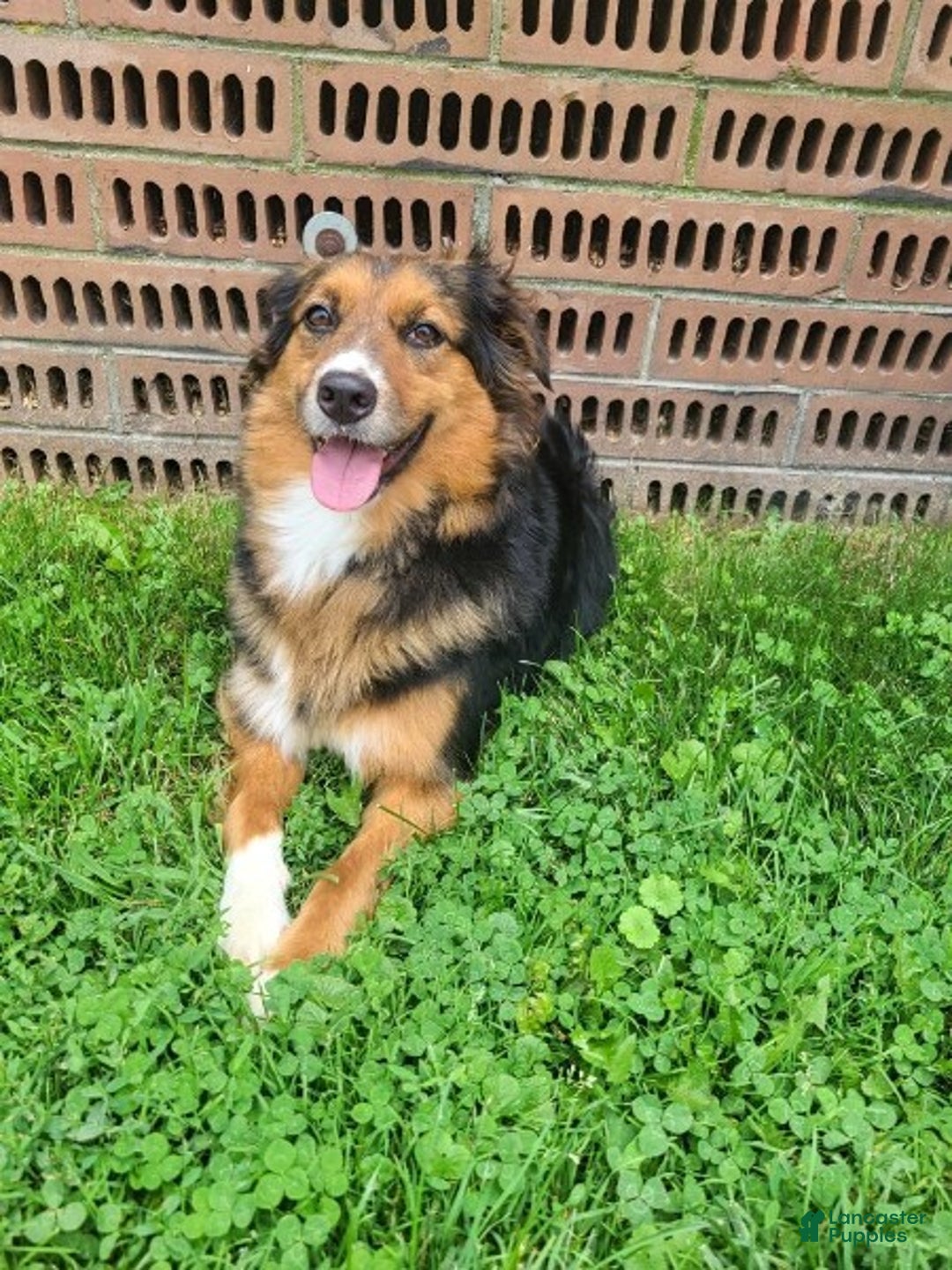 Australian Shepherd dogs for sale: Nellie - Ad 10