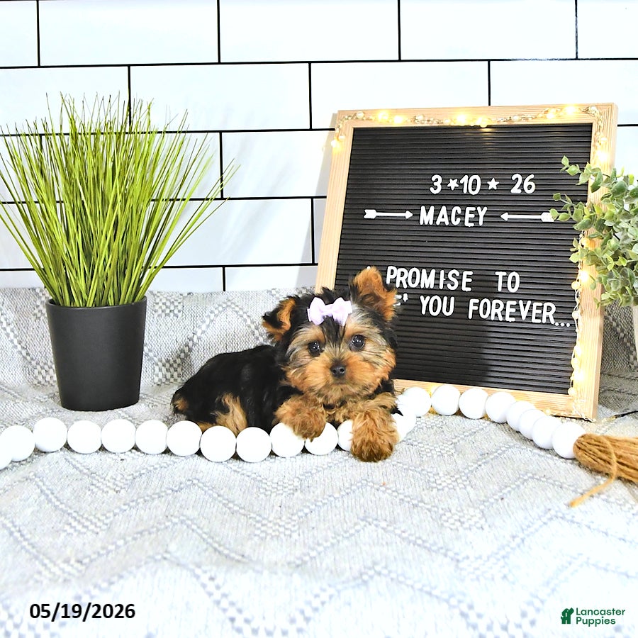 Yorkshire Terrier dogs Macey - Ad 2