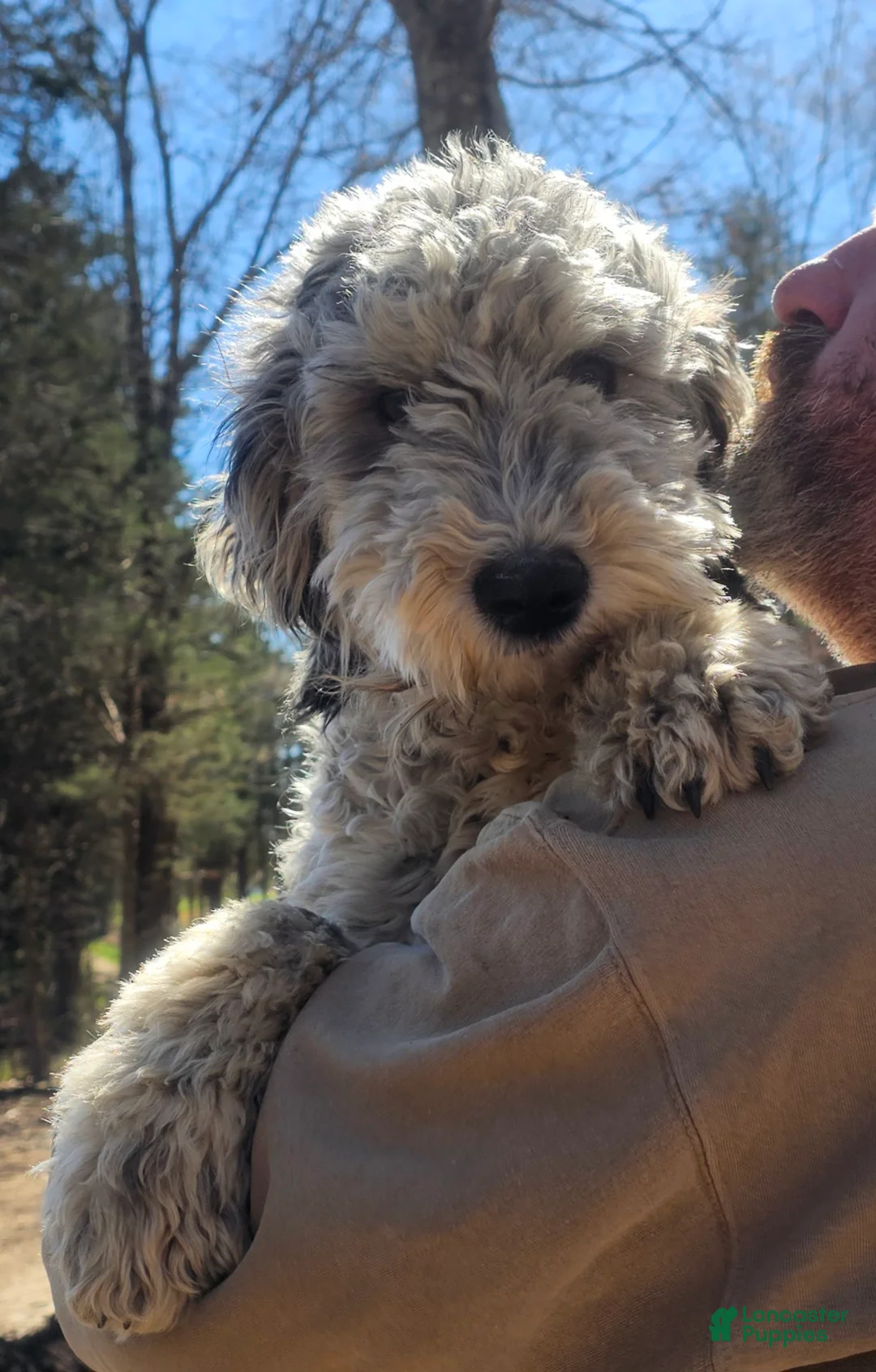Sheepadoodle dogs for sale: Lilly - Ad 2