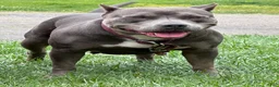 American Bully dogs for sale: Kenya Monroe - Ad 7