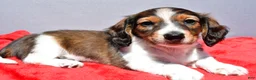 Miniature Dachshund dogs for sale: Mason - Ad 8