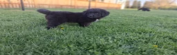 Mixed Breed dogs for sale: Chase - Ad 3