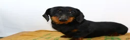 Dachshund dogs for sale: Dachshund Puppy 1 - Ad 10