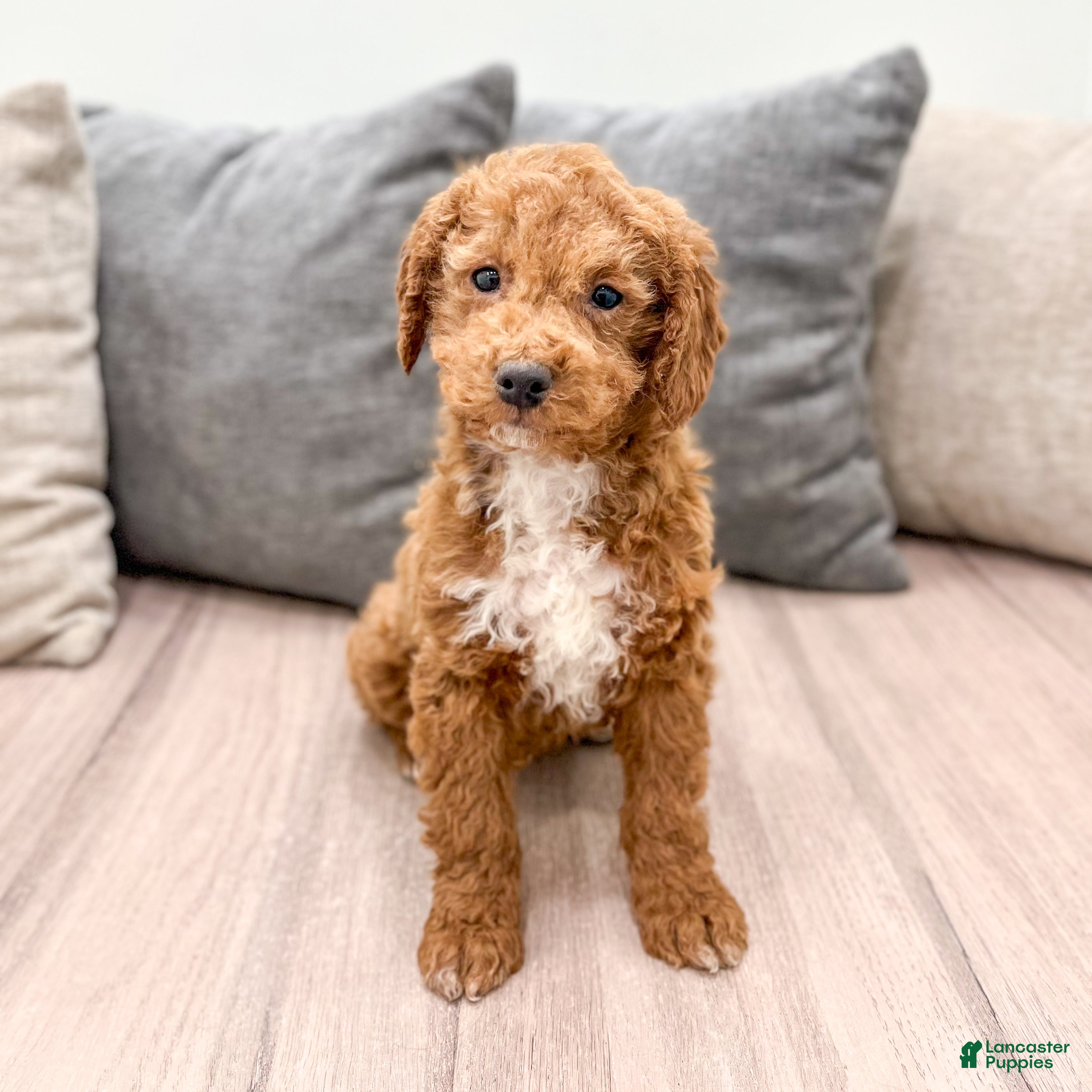 Goldendoodle dogs Asher - Ad 15