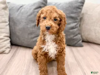 Goldendoodle dogs Asher - Ad 15