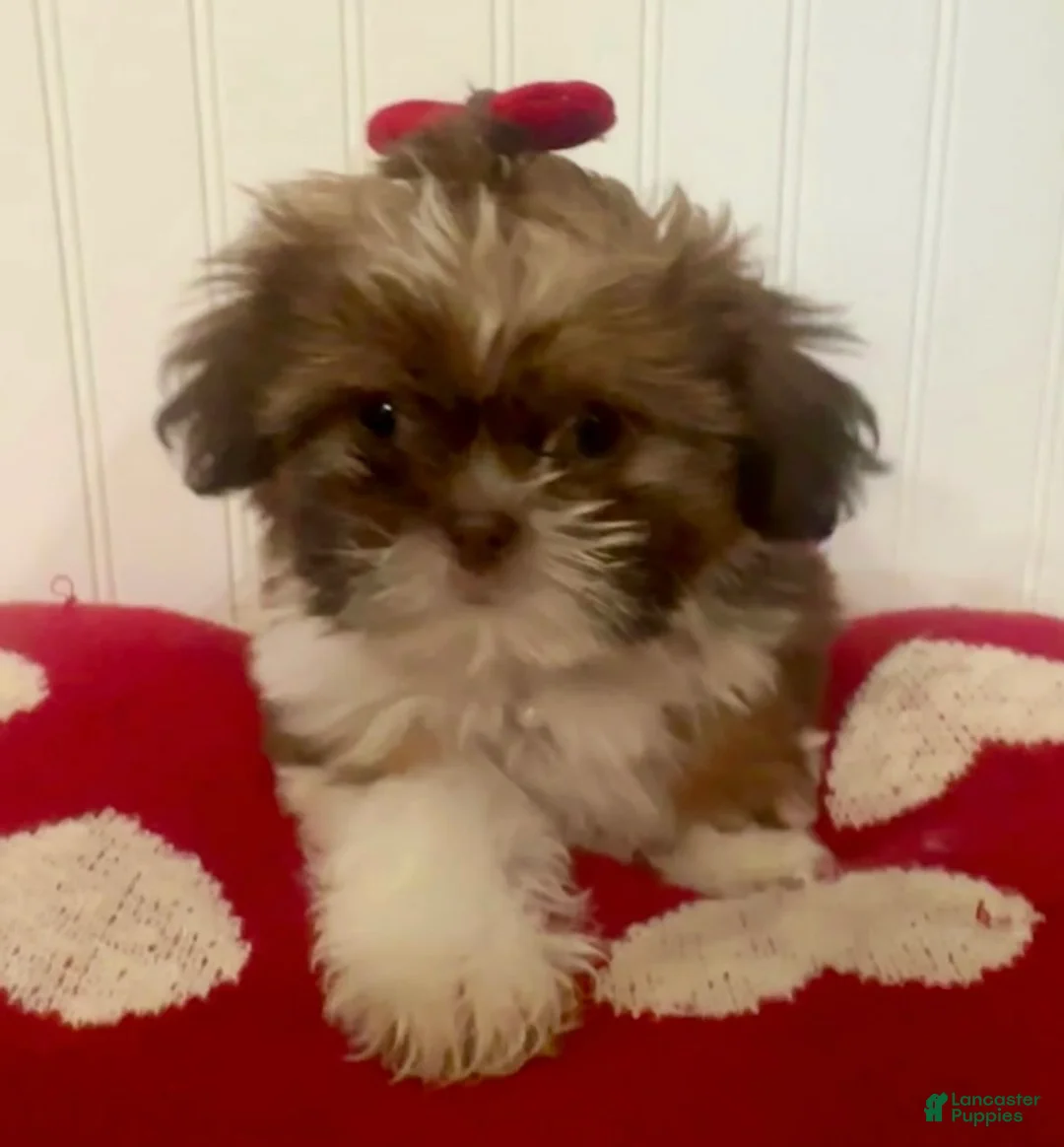 Teddy Bear dogs for sale: Teddy Bear Puppy 1 - Ad 7