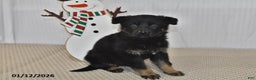 German Shepherd dogs for sale: Kyla - Ad 1