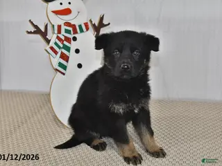 German Shepherd dogs Kyla - Ad 19