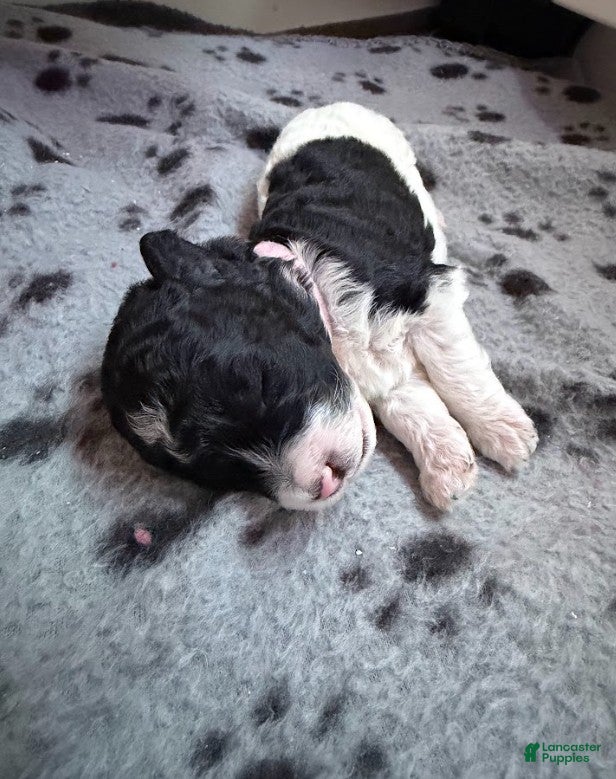 Miniature Poodle dogs Miniature Poodle Pink - Ad 1