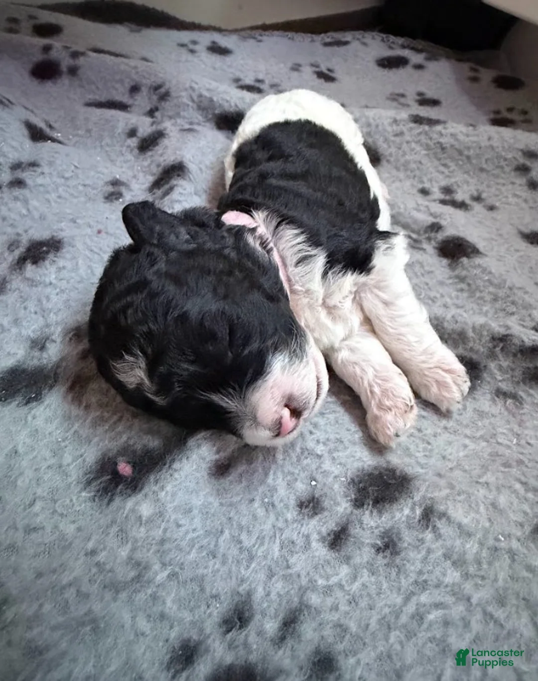 Miniature Poodle dogs for sale: Miniature Poodle Pink - Ad 1