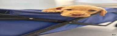 Labrador Retriever 5