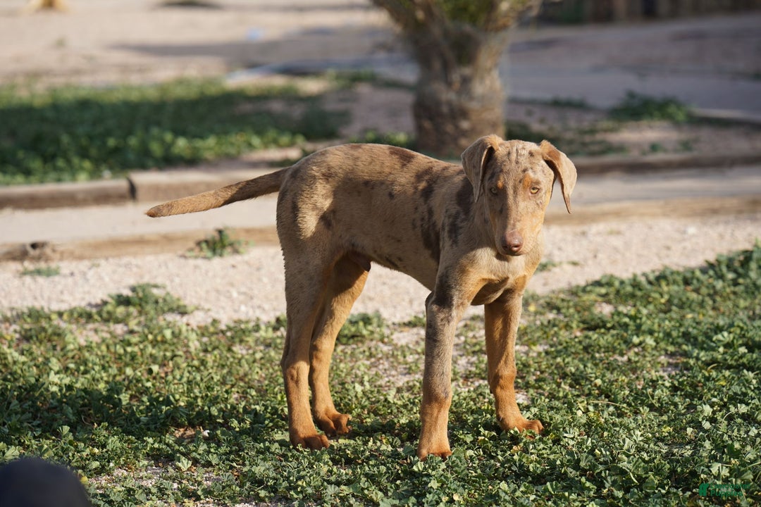 Mixed Breed dogs for sale: Lilac Fawn Merle M1 RT - Ad 19