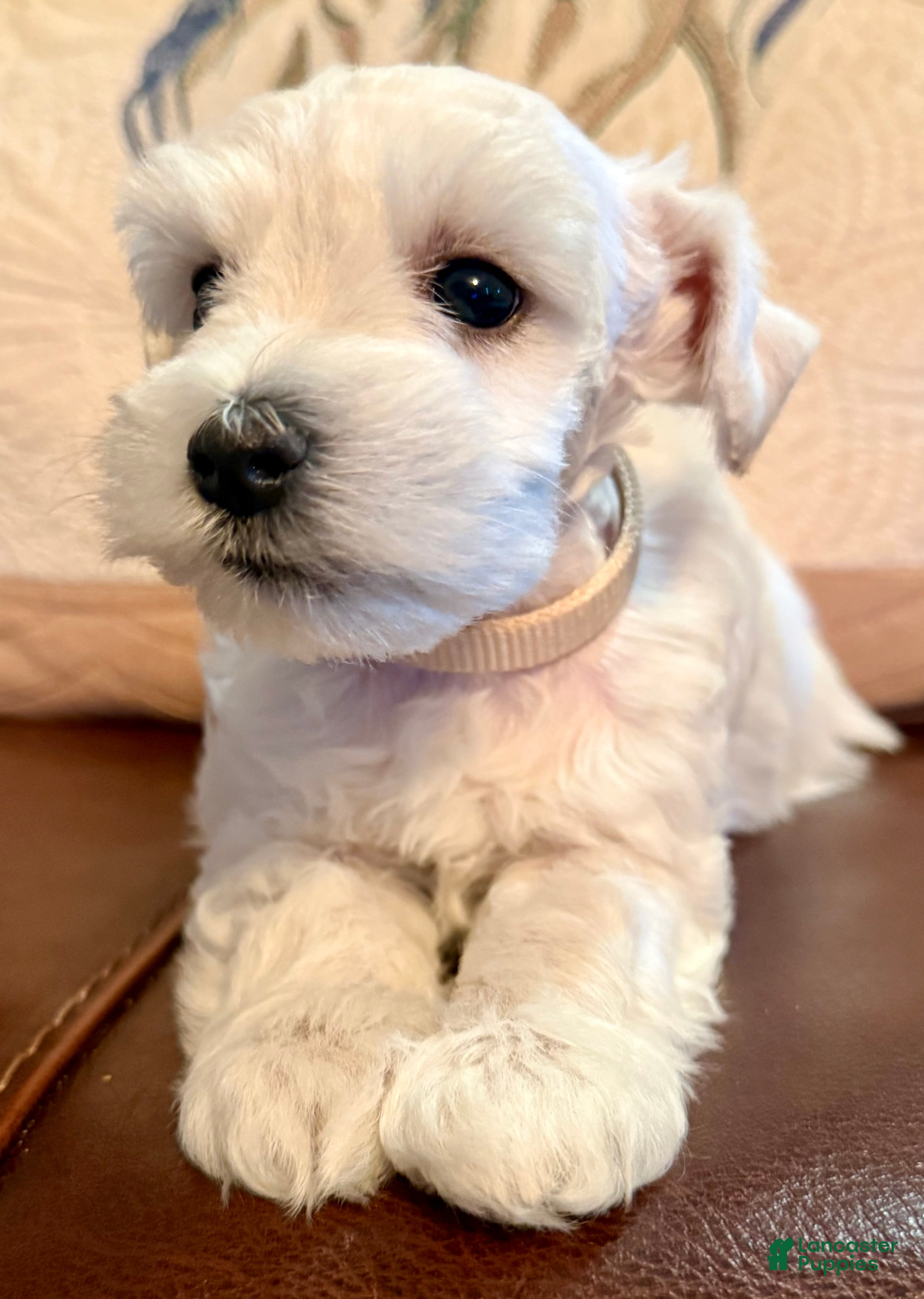 Miniature Schnauzer dogs Flora - Ad 24