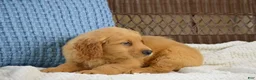 Golden Retriever dogs for sale: Rambo - Ad 4
