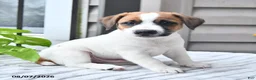 Jack Russell Terrier dogs for sale: Sparky - Ad 1