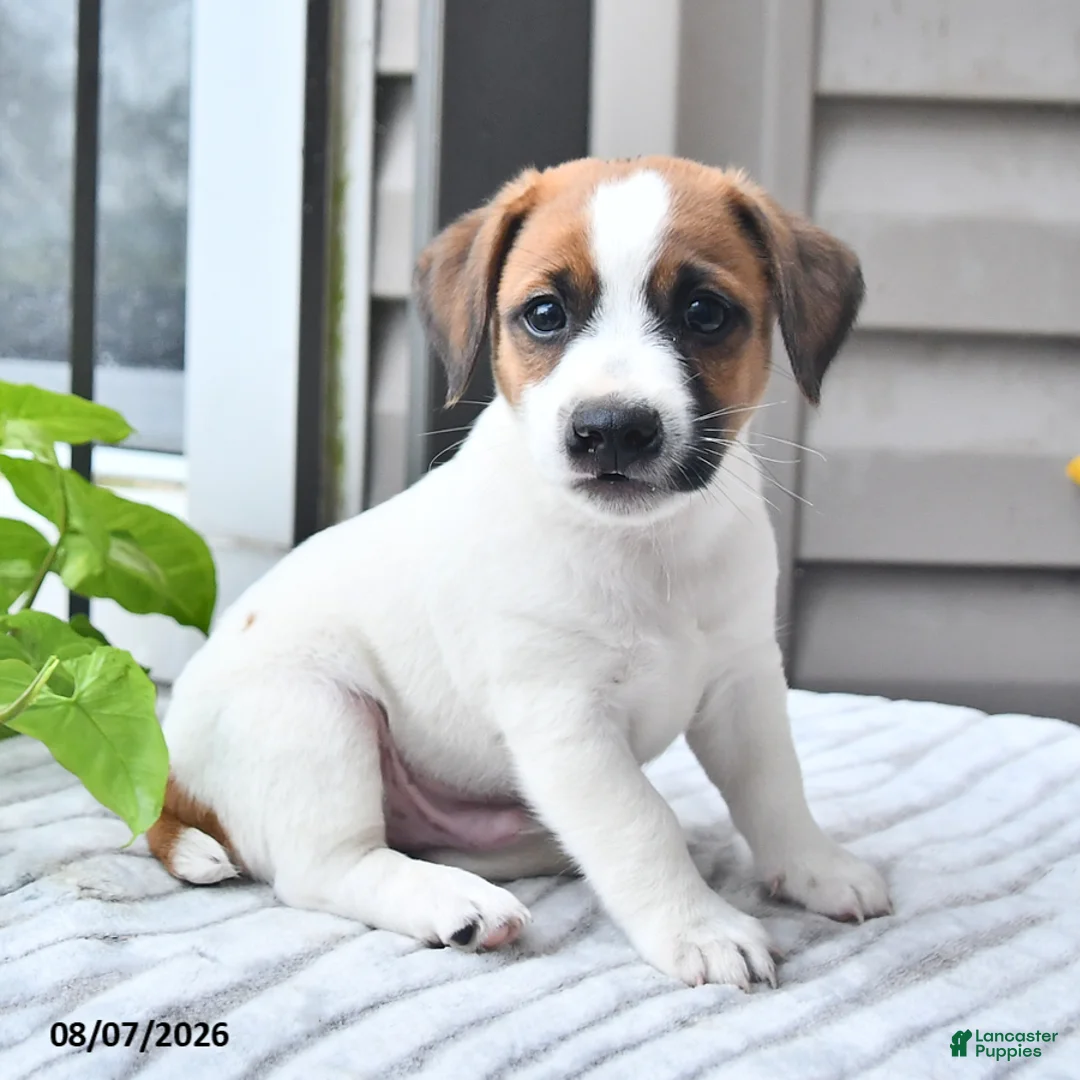 Jack Russell Terrier dogs for sale: Sparky - Ad 1