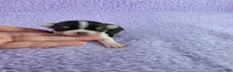 Chihuahua dogs for sale: AKC Masie  - Ad 11